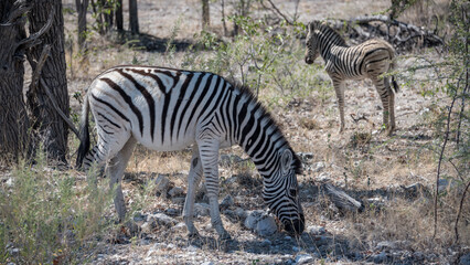 Naklejka premium Burchell's zebra, Etosha National Park, Namibia