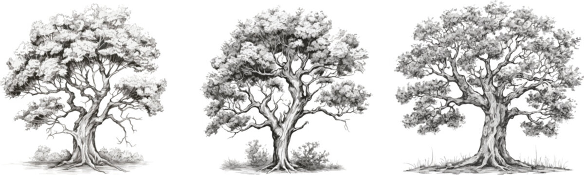 Set of trees in hand drawn style on white background.