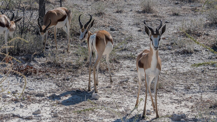 Springbok, Etosha National Park, Namibia