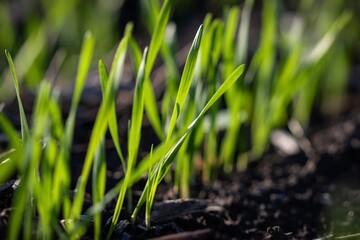 Obraz premium Winter wheat in the morning