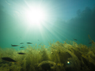 Long exposure underwater shot of perch swimming over aquatic plants