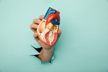 Hand holding heart organ through a hole in a blue wall. Close-up