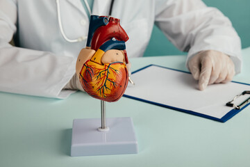 Anatomical model of the heart on the cardiologist's table