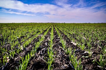 field of winter wheat