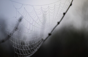 Spider web and dew drops. Details in nature