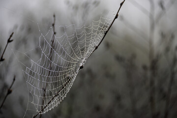 Spider web and dew drops. Details in nature