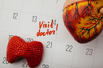 Model of thyroid and human heart on a calendar, close-up