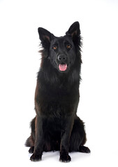 young german shepherd