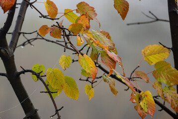 Autumn decor. Branches with yellow-orange leaves, fog and water drops.