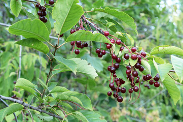 Red berrys Prunus Virginiana or Bitter-berry, Chokecherry, Virginia bird berry and Western chokecherry.