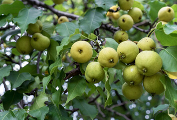 Ripe pears hang on a pear tree branch in the garden.
