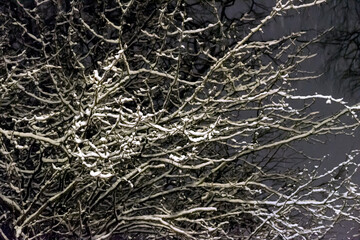 White snow on a bare tree branches on a frosty winter evening.