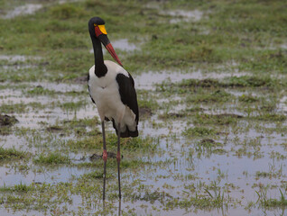 front view of female saddle-billed stork standing alert and hunting in the wild marshes of amboseli national park, kenya