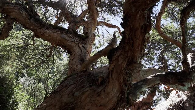 old crooked tree at the beautiful turquoise water of the lake laguna paron lagoon in the high andes mountains of the cordillera blanca at huascaran, Peru, with snow covered mountain peaks and glaciers