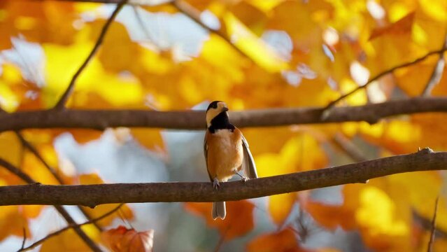 Varied tit (Sittiparus Varius) bird preen or clean feathers perched on Autumn tree branch with yellow and orange leaves