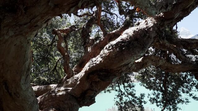 old crooked tree at the beautiful turquoise water of the lake laguna paron lagoon in the high andes mountains of the cordillera blanca at huascaran, Peru, with snow covered mountain peaks and glaciers