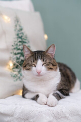 Animal in interior. Brown white cat lying on chair. winter decoration. Christmas time.