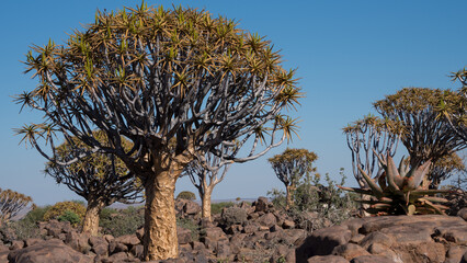 Quiver Trees, Quiver Tree forest, Aussenkehr, Namibia