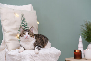 Animal in interior. Brown white cat lying on chair. winter decoration. Christmas tree, candle, cup...