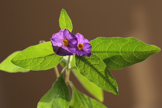 Lycianthes rantonnetii, the blue potato bush or Paraguay nightshade, is a species of flowering plant in the nightshade family Solanaceae	