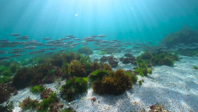 School of fish (bogue) with sunlight underwater seascape in the Atlantic ocean, natural scene, Spain, Galicia, Rias Baixas, 59.94fps