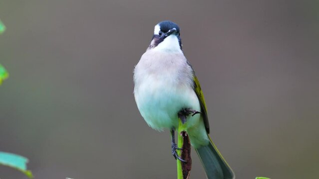 Light vented bulbul