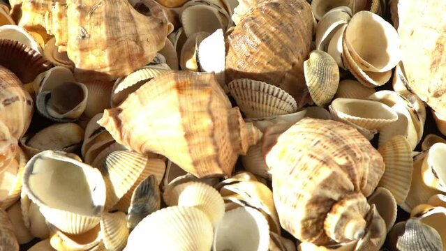 Sea shells on the beach. Summer background. Rapan conch shell top view. Beige light color. Aesthetic minimalism. Nature beauty. Mixed multi colorful seashells. Ocean coast. Seashell sun light