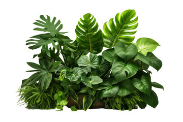 Beautiful green leaves of tropical plants isolated on white background.generative ai
