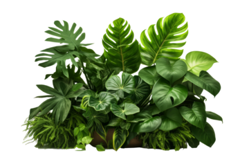 Beautiful green leaves of tropical plants isolated on white background.generative ai
