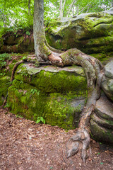Thunder Rocks at Allegany State Park in New York State