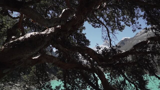 old crooked tree at the beautiful turquoise water of the lake laguna paron lagoon in the high andes mountains of the cordillera blanca at huascaran, Peru, with snow covered mountain peaks and glaciers