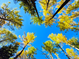 Autumn view of larch trees against the blue sky