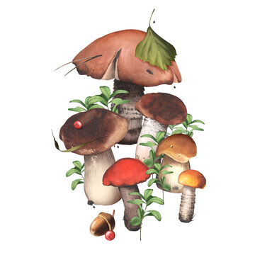 Porcini. Forest illustration with edible mushrooms surrounded by cranberries. Greens and wild berries. Autumn season. Watercolor illustration. For design cards, backgrounds, stickers