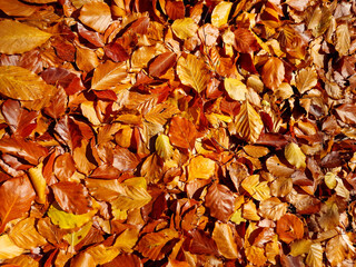 Colorful foliage in autumn