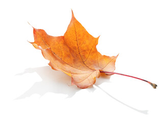 Dry maple leaf isolated on white background with reflection