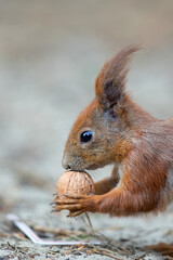Red squirrel with a nut in the forest
