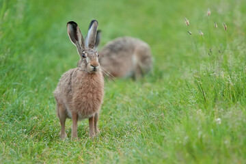 Hare in a clearing in the wild
