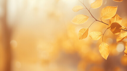 Fototapeta premium Beautiful blurred gentle natural light autumn background.