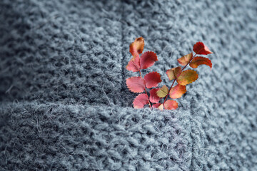 Autumn red leaves in the pocket of a gray knitted jacket. Detail of warm woolen clothing close-up.