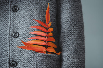 Autumn leaves in the pocket of gray knitted jacket. Detail of warm woolen clothes close-up.