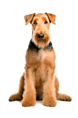 Airedale Terrier dog. Isolated photo on a white background. Pets.