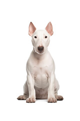 Bull Terrier dog. Isolated photo on a white background. Pets.