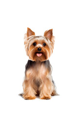 Yorkshire Terrier dog. Isolated photo on a white background. Pets.