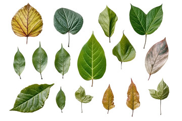 collection of leaves for decoration, isolate,transparent background
