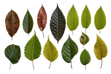 collection of leaves for decoration, isolate,transparent background