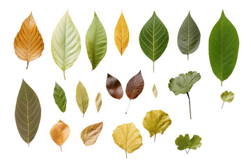 Obraz premium collection of leaves for decoration, isolate,transparent background