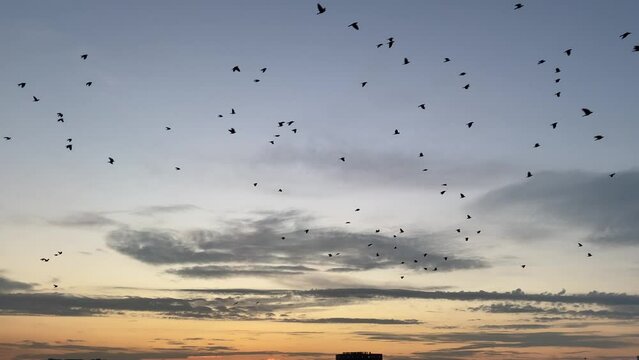 Herd of birds in Turkey