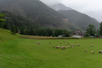 Sheeps on meadow in Jezersko, Slovenia