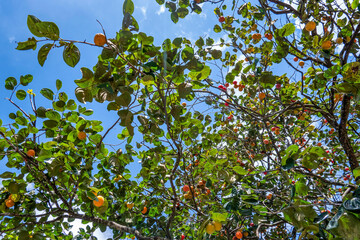 Diospyros kaki fruit or Persimmons are exposed to the sun and natural wind like the Japanese and Korean Hoshigaki method, Da Lat, Vietnam. Hong Treo Gio