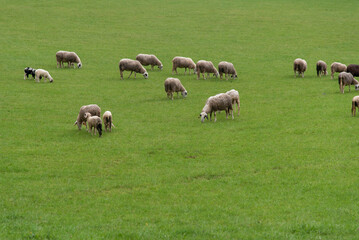 Sheeps on meadow in Jezersko, Slovenia